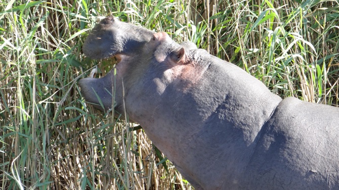 Safari from Durban; Hippo at St Lucia