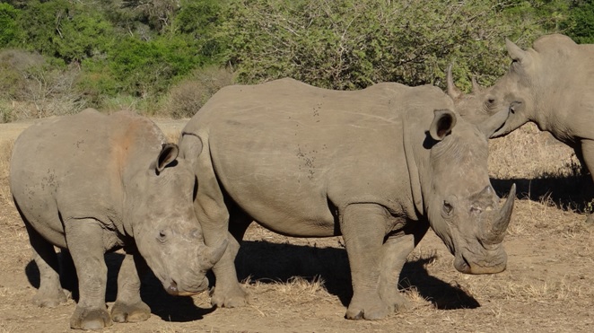 Safari from Durban; Rhino