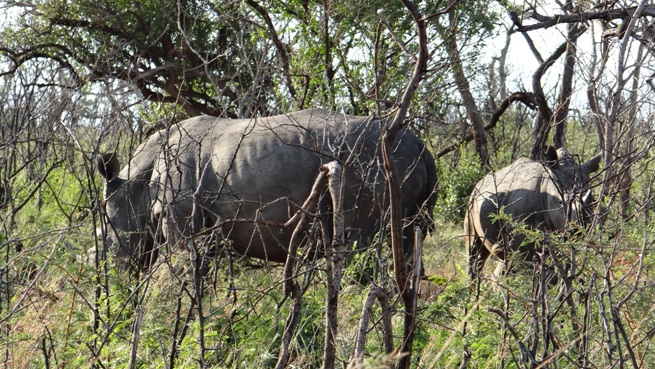 Safari from Durban; Rhinos hiding