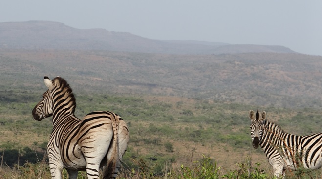 Safari from Durban; Zebras look over Umfolozi