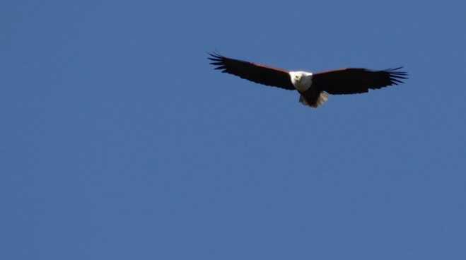 St Lucia day tour; African Fish eagle in flight