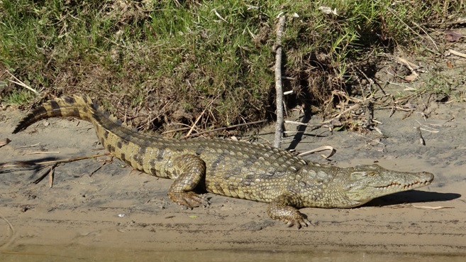 St Lucia day tour; Crocodile in Estuary