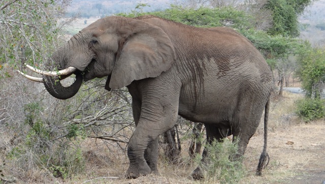 Big 5 safari from Durban, Elephant