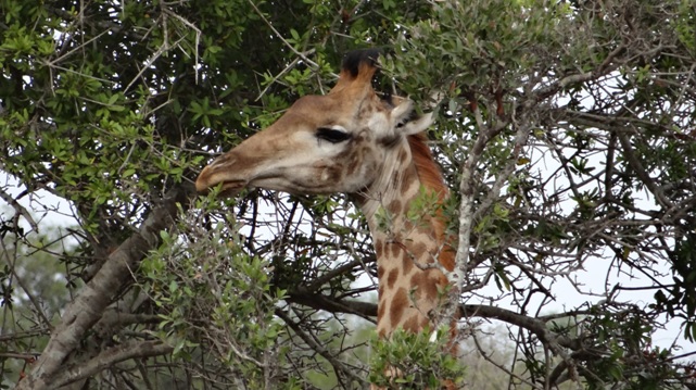 Big 5 safari from Durban, Giraffe