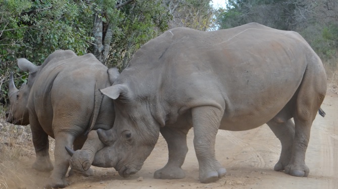 Big 5 safari from Durban, Rhino fighting 1