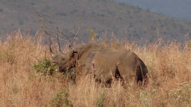 Durban day safari; Black Rhino browsing