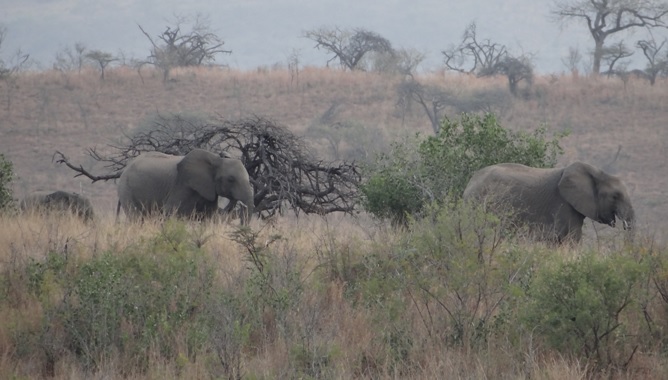 Durban day safari; Elephants