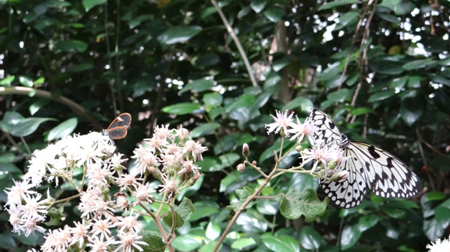 Durban midlands tour; Butterflys for Africa