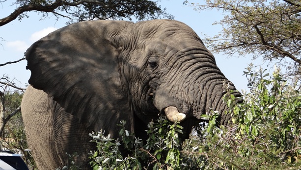 Hluhluwe Big 5 Safari; Elephant