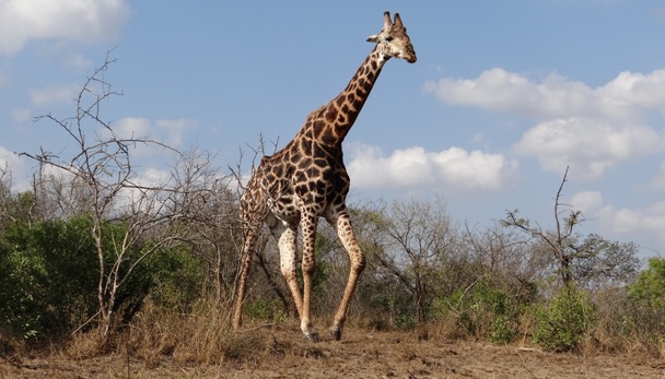 Hluhluwe Big 5 Safari; Giraffe