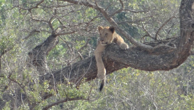 Hluhluwe Big 5 Safari; Lion cub in tree