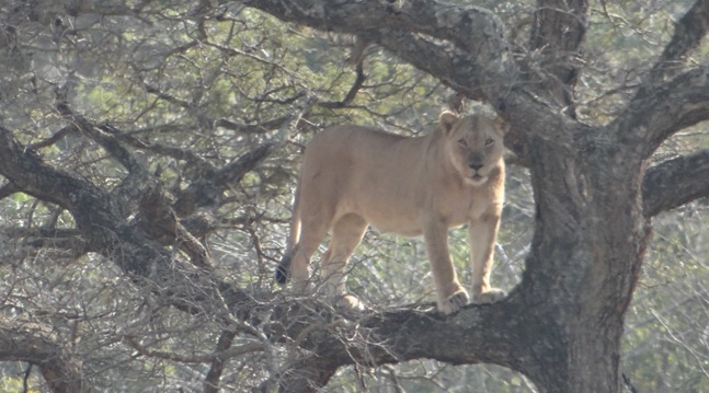 Hluhluwe Big 5 Safari; Lioness in tree