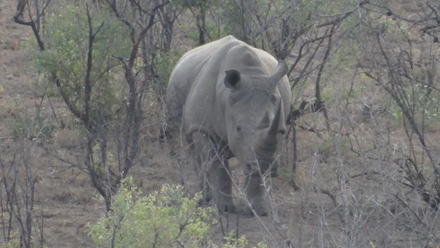 Hluhluwe Big 5 Safari; Rhino