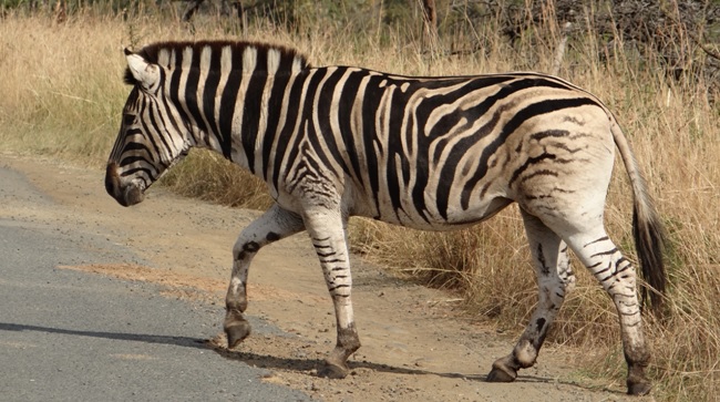 Hluhluwe Big 5 Safari; Zebra
