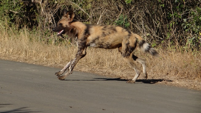 Hluhluwe Big 5 safari from Durban, African Wild Dog crosses road