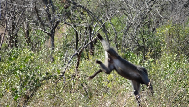 Hluhluwe Big 5 safari from Durban, Baboon falls