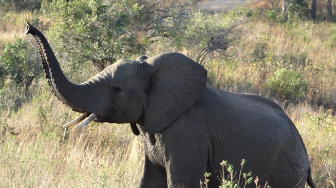 Hluhluwe Big 5 safari from Durban, Elephant