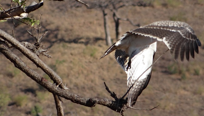 Hluhluwe Big 5 safari from Durban, Juv Martial eagle takes off