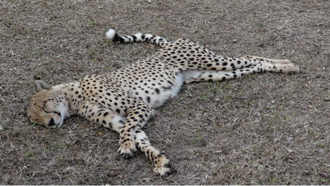 Safari near Durban; Cheetah at Rehabilitation center