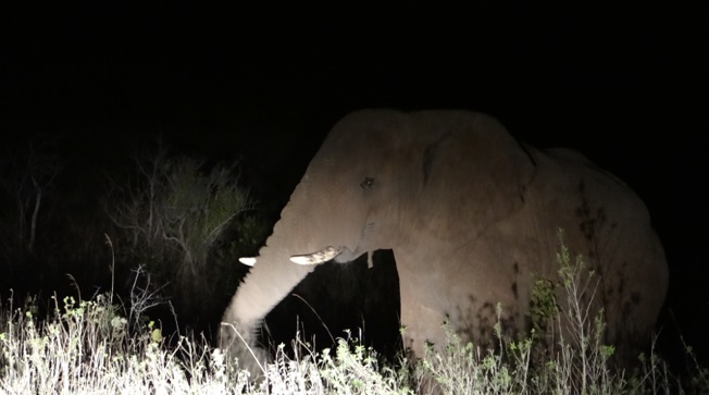 Safari near Durban; Elephant