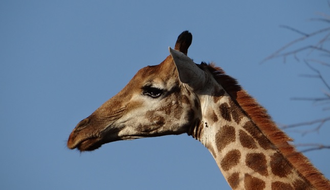 Safari near Durban; Giraffe