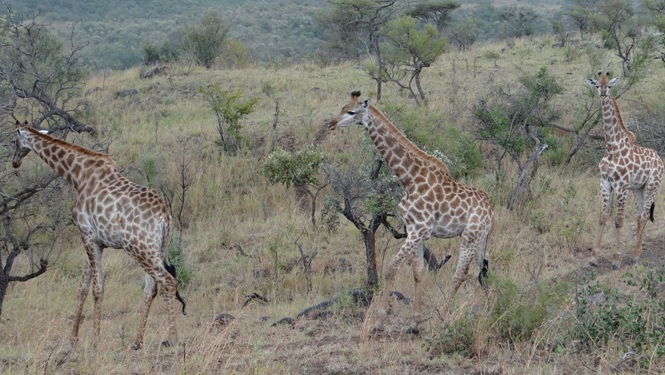 Safari near Durban; Journey of Giraffe