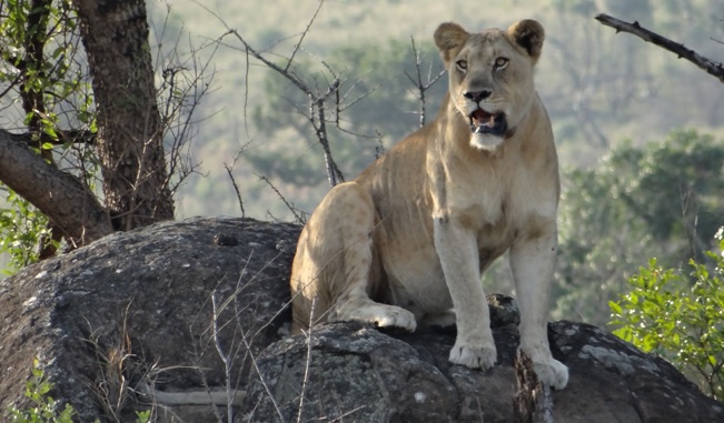 Safari near Durban; Lioness sits on rock