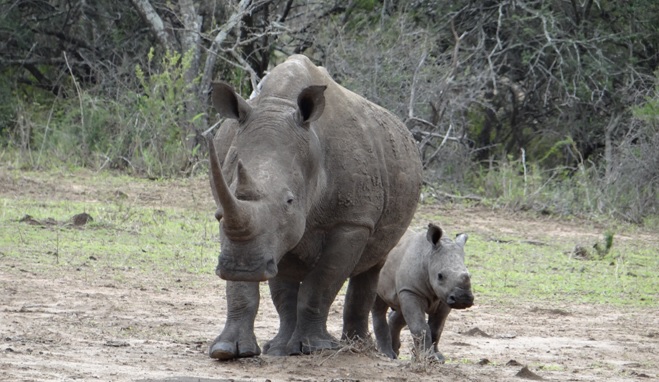 Safari near Durban; Rhino mother and calf