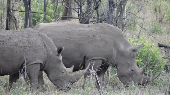 Durban Safari Rhino