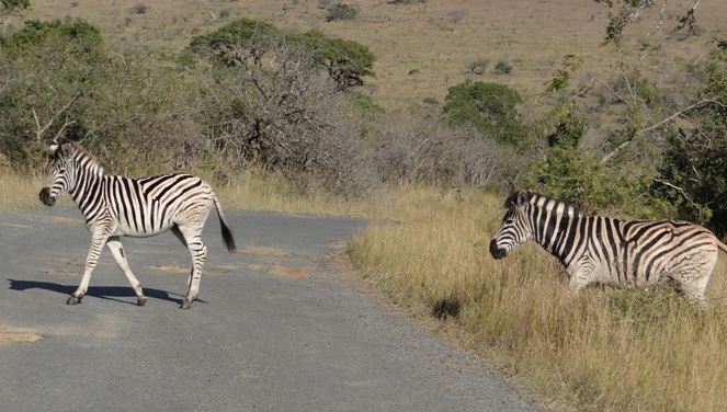 Safari near Durban; Zebra crossing