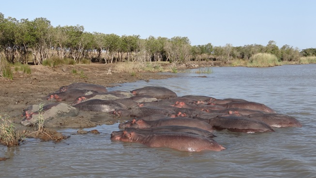 St Lucia wetlands safari from Durban, Hippos in estuary