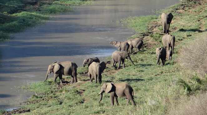 Safari near Durban; Elephants drinking