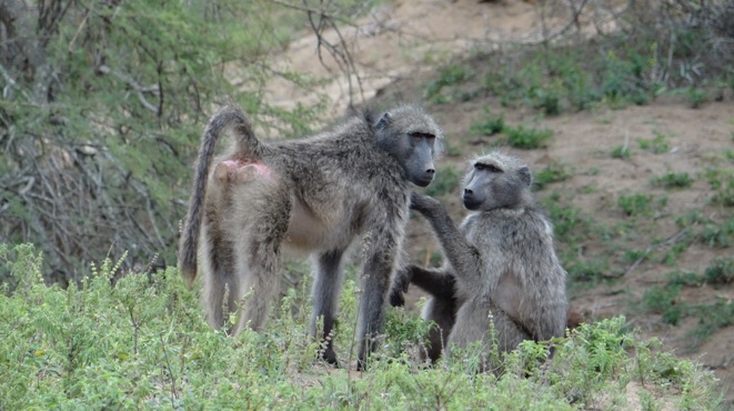 Baboons on Safari
