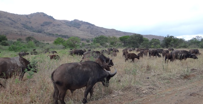 Buffalo sighting on our Hluluwe Safari
