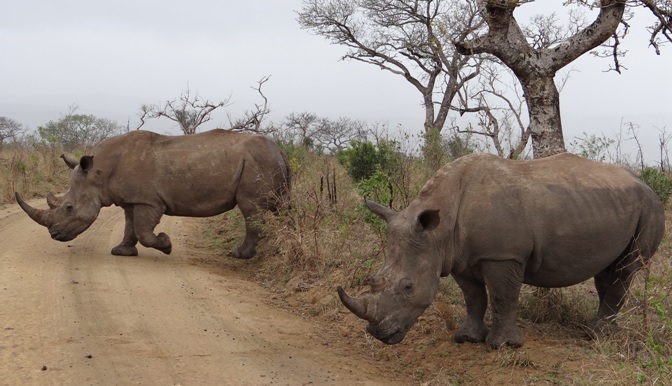 Crash of Rhino on Hluhluwe safari 2015