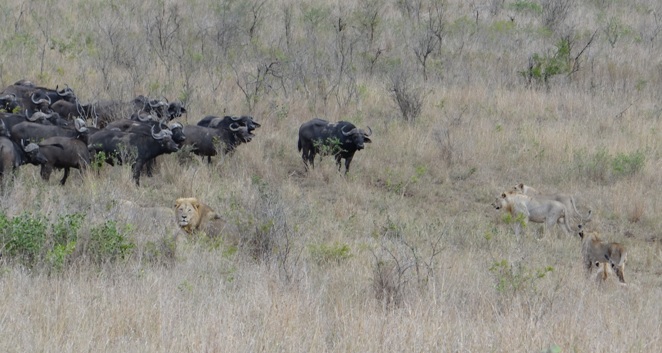 Lion and Buffalo stand off
