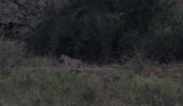 Lion in the distance at dusk