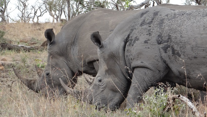 Rhino close to the road