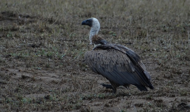 Hluhluwe safari 2015 boasts White backed Vulture