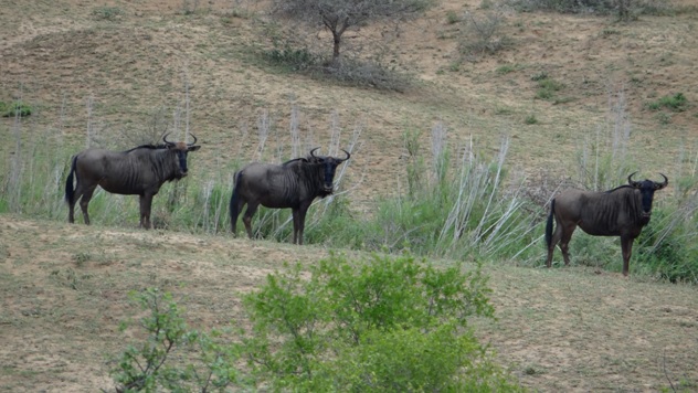 A herd of Wildebeest on Safari in Hluluwe in 2015