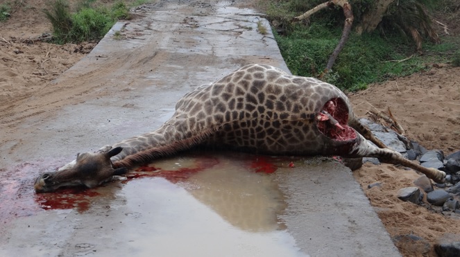 Pregnant Giraffe killed by Lions on Hluluwe Safari