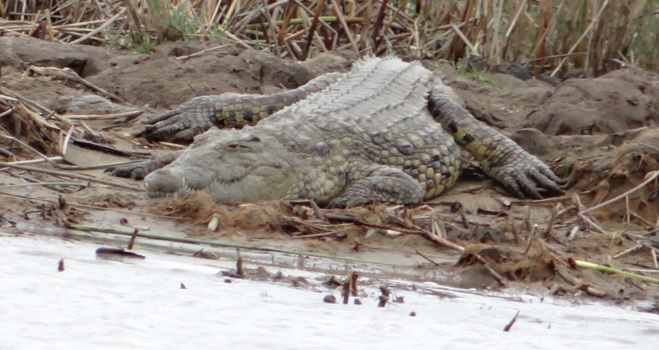 Durban safari; Crocodile