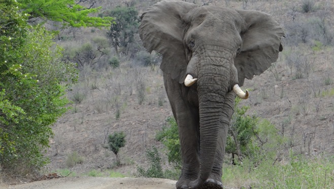 Elephant walks down road on Durban Safari