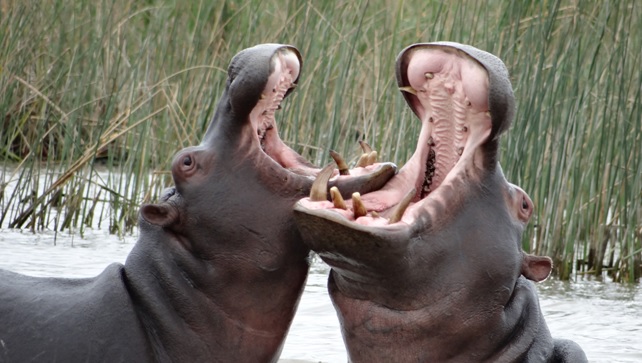 Hippos play fighting on Safari at St Lucia