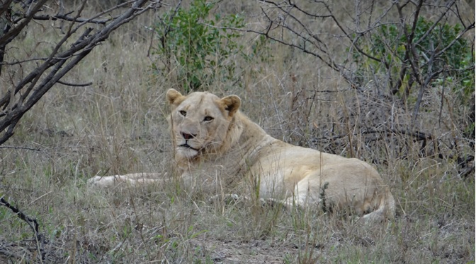 Lion on Safari in Durban