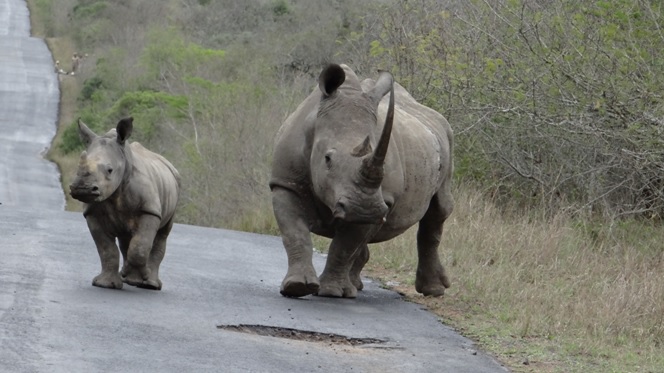 Durban safari Rhino Mother and Calf