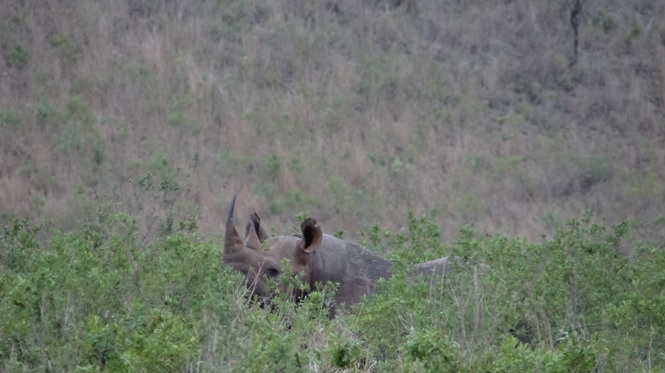 Durban safari tour; Black Rhino