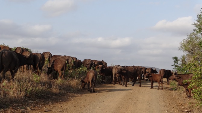 Durban safari tour; Buffalo Herd