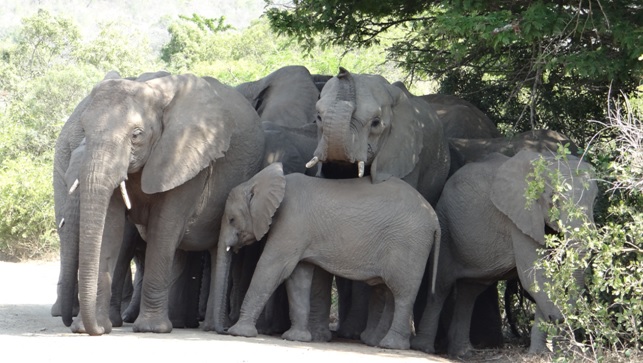 Elephants in the shade