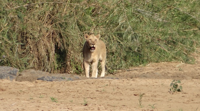 Durban safari tour; Lioness